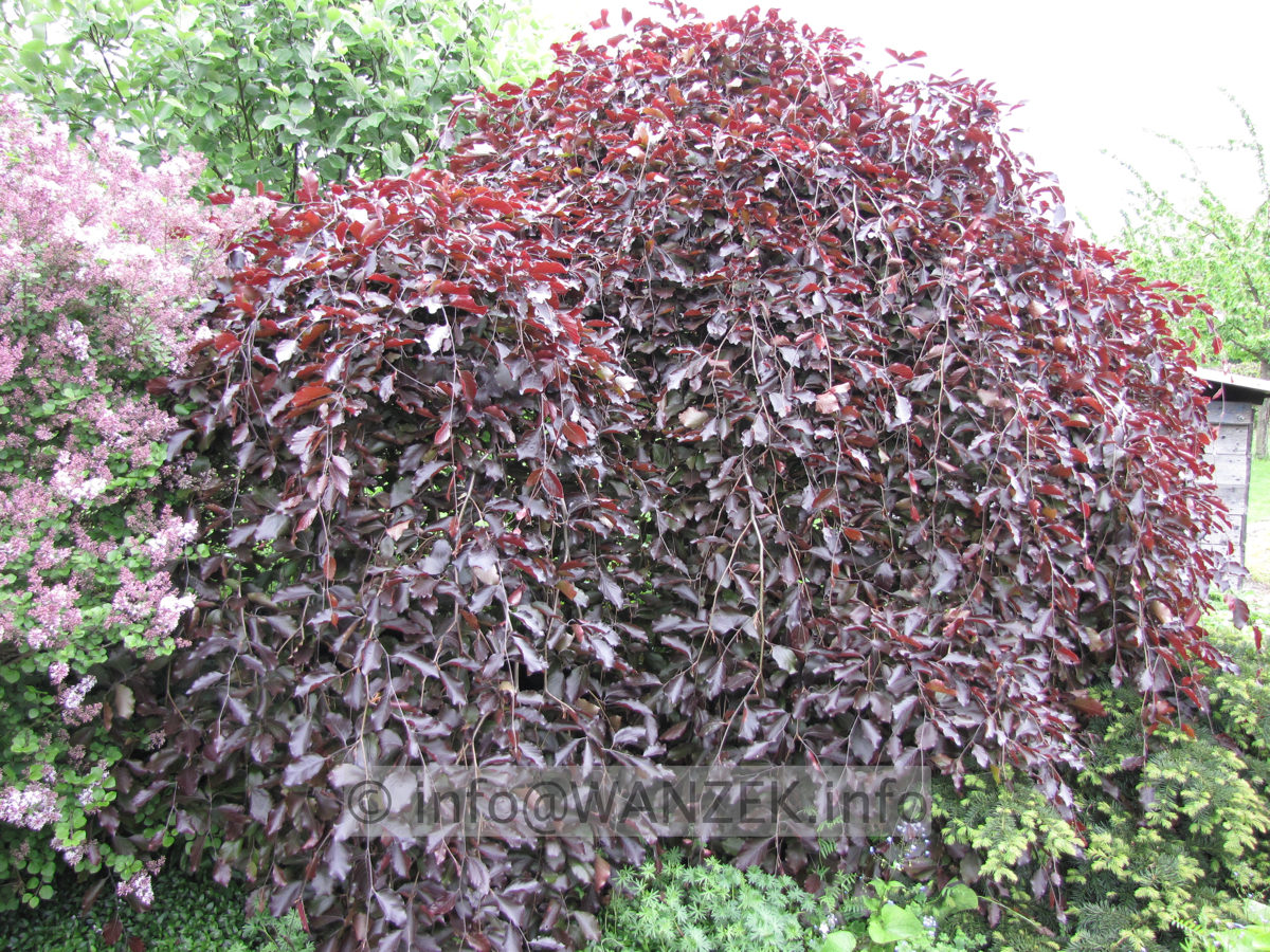 Fagus sylvatica Purpurea Pendula - Hochstamm-Veredlung Solitaer.JPG